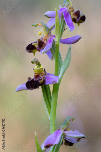 orquídea abeja (orphys apifera) photo