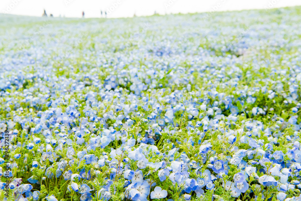 Blue sky and Nemophila menziesii (baby blue eyes flower), flower field at Hitachi Seaside park,  Spring, Ibaraki, Japan 