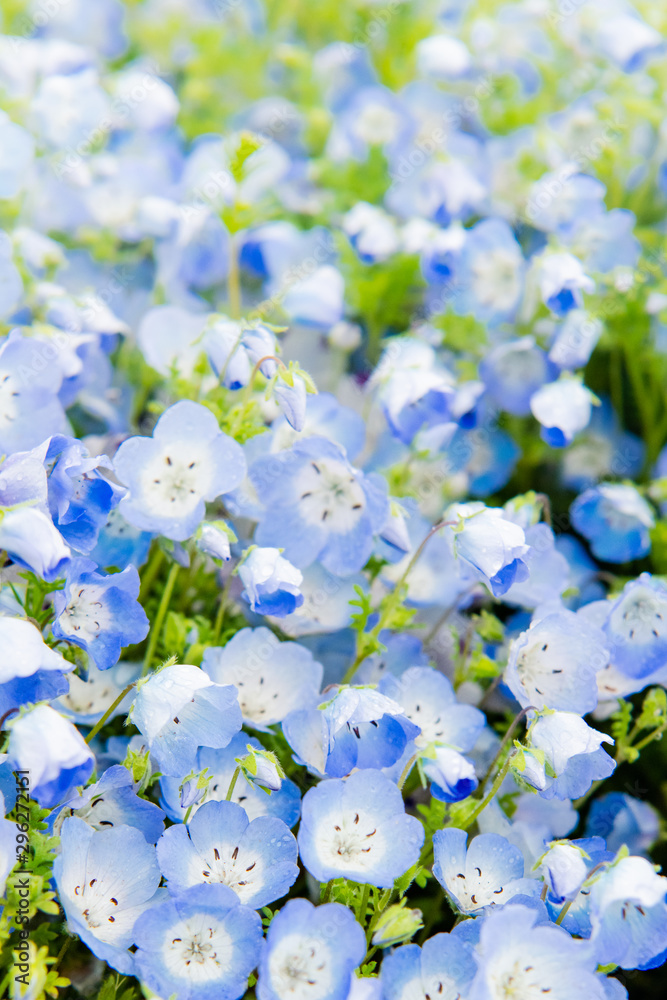 Close Up Of Nemophila Menziesii Baby Blue Eyed Flower Stock Photo Adobe Stock