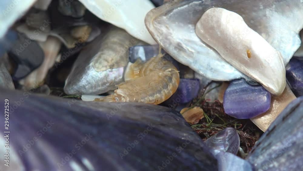 Gammarus jumps among beautiful fragments of seashells, Trying to hide in sea water from summer sun. Macro view Gammarus jumps among beautiful fragments of seashells, Trying to hide in sea water from summer sun. Macro view