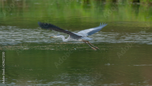 great blue heron in flight