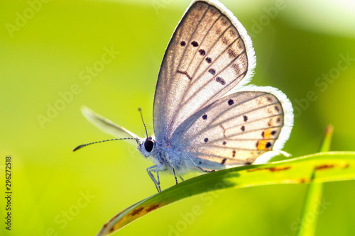 butterfly on leaf © hayri