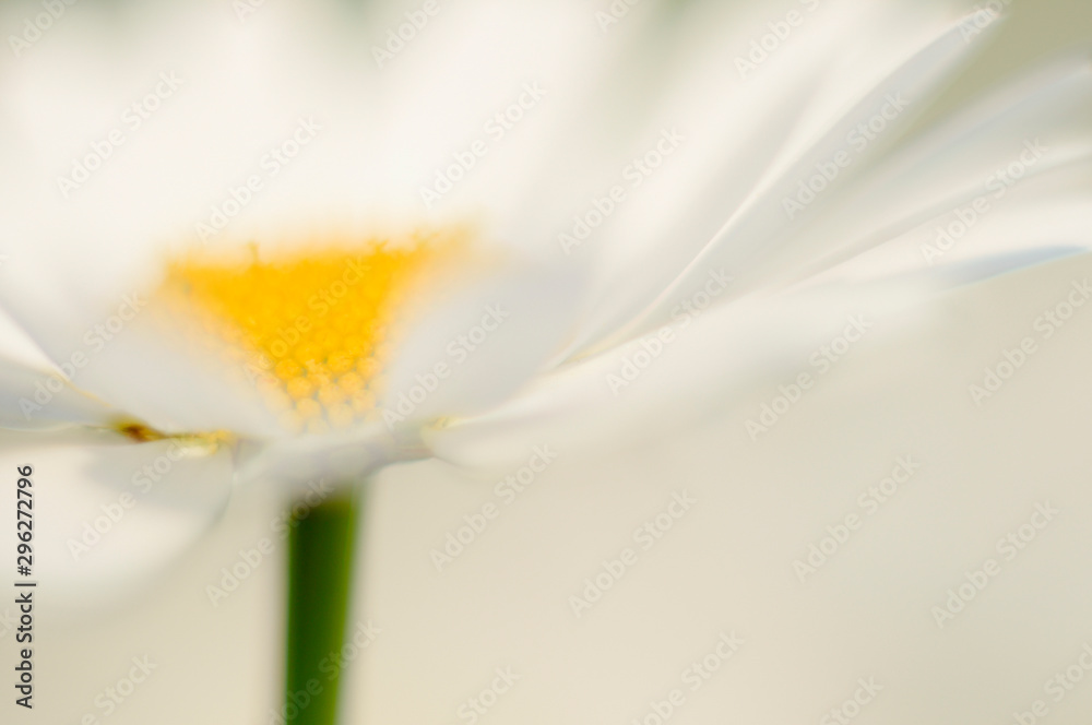 Obraz premium Margerite