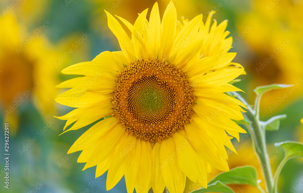 Sunflowers grow in the field