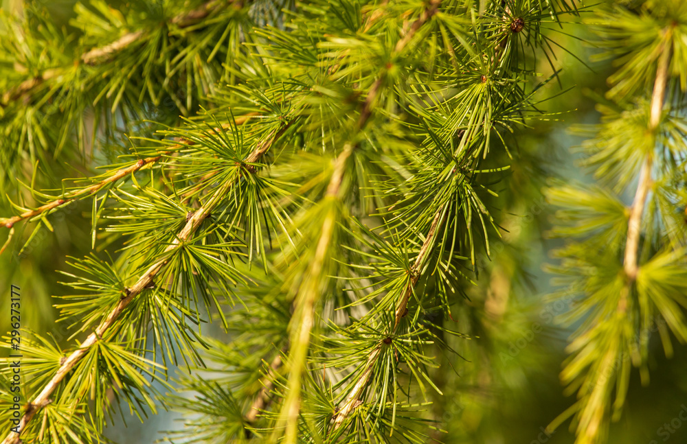 Green needles on the branches of larch Green needles on the branches of larch