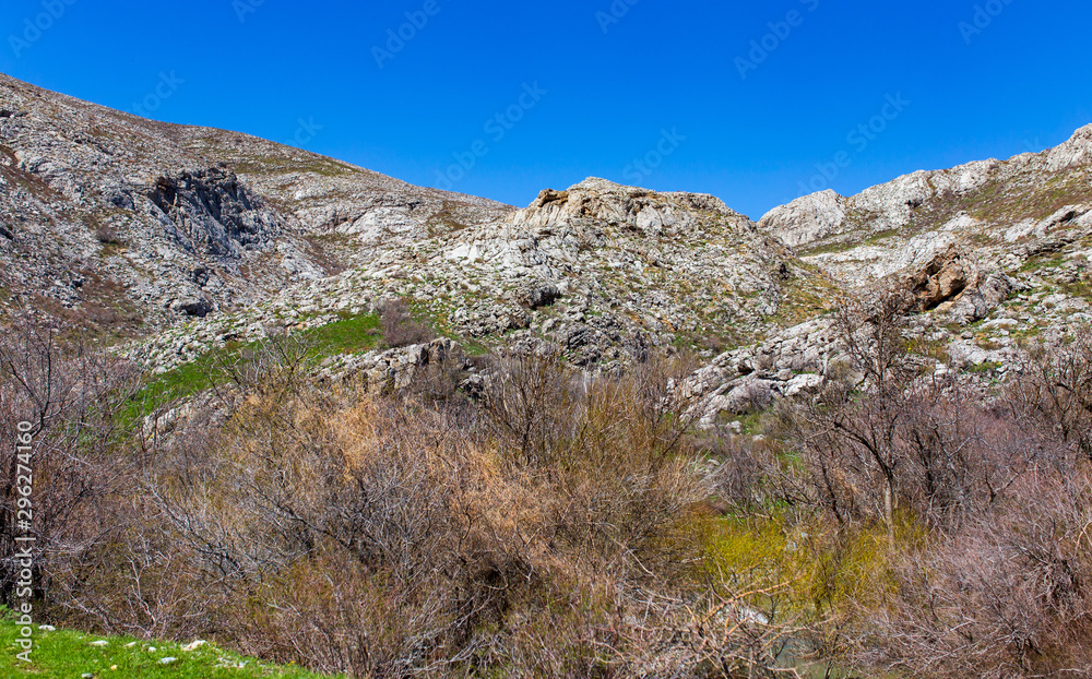 Dry tree on the rocks in the mountains