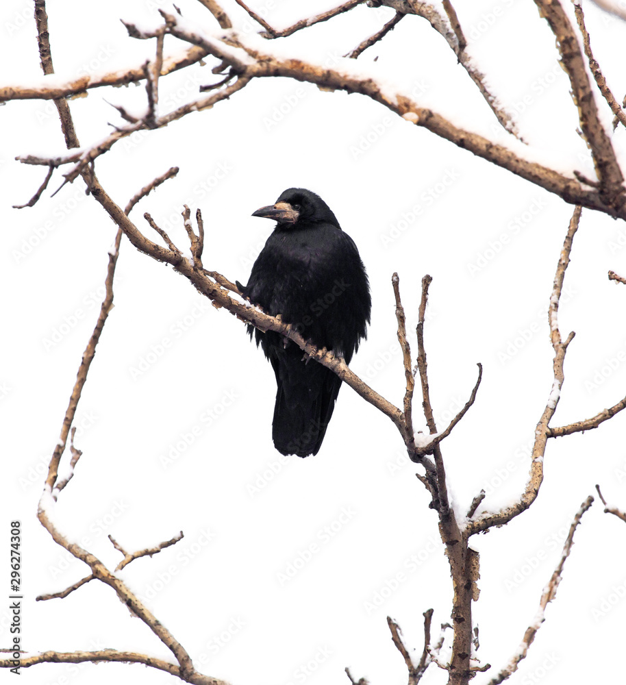 Black raven on tree branches isolated on a white background Black raven on tree branches isolated on a white background