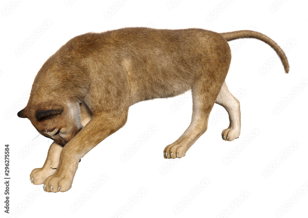 Obraz premium 3D Rendering Big Cat Puma on White