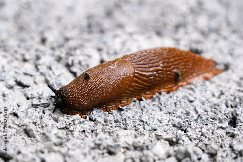 Slug Isolated in Muddy Background