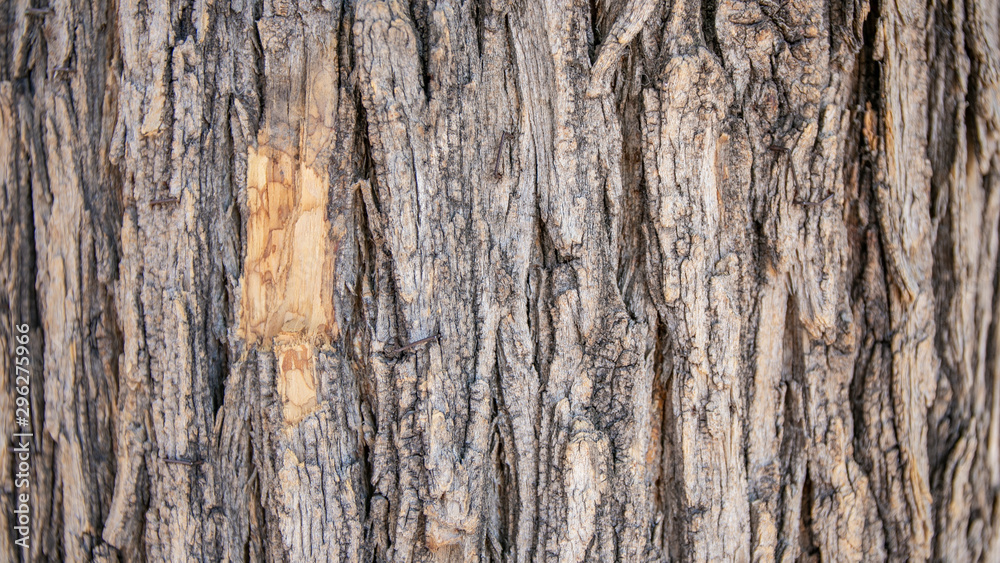 Obraz premium Textura corteza