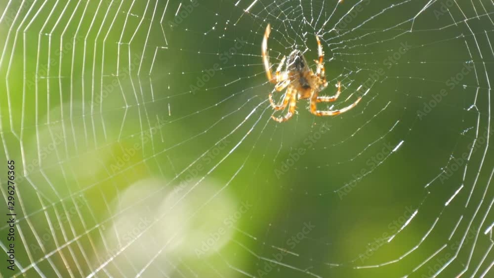 A large spider weaves a web on a tree in the summer. Web weaving on a background of green foliage of trees. Big beautiful round web macro close up view A large spider weaves a web on a tree in the summer. Web weaving on a background of green foliage of trees. Big beautiful round web macro close up view