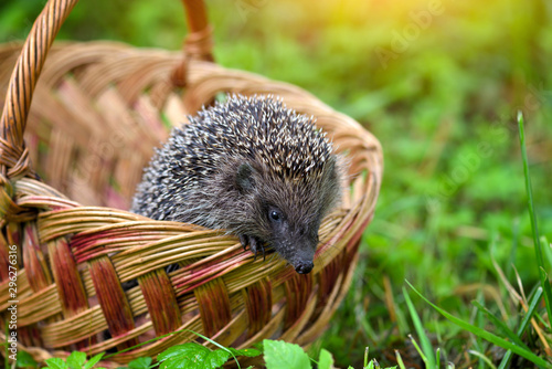 Hedgehog (Erinaceus Europaeus) in a basket on green grass