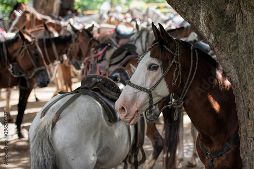 horse in farm in Costa Rica © NJ