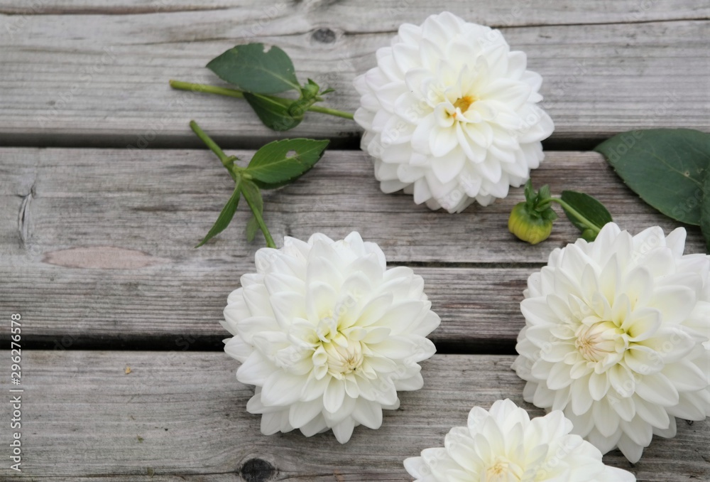 Obraz premium white dahlia flowers on weathered wooden boards, decorative summer or autumn flower in bright daylight