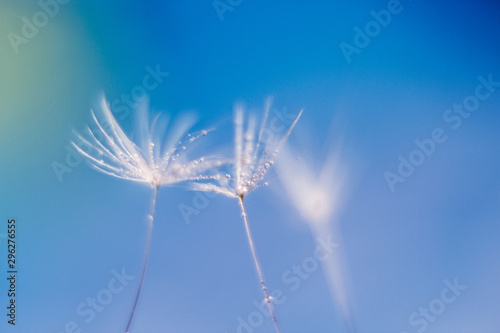 Dandelion in a macro lens