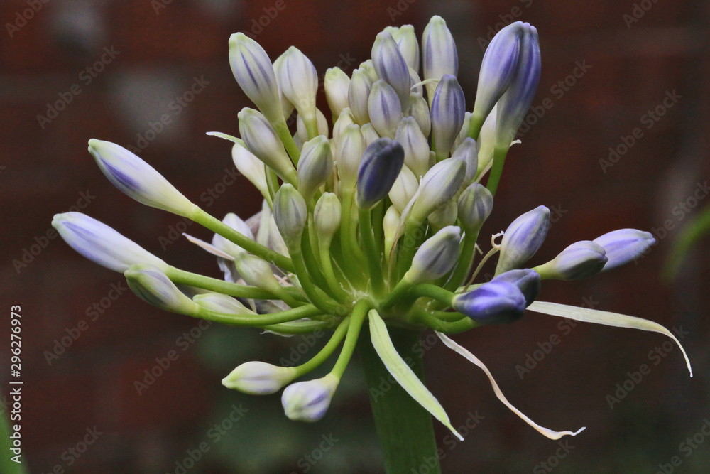 Agapanthe