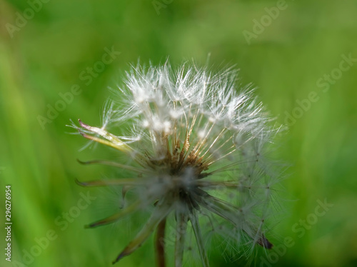 dandelion flower macro in the garden  Russia.