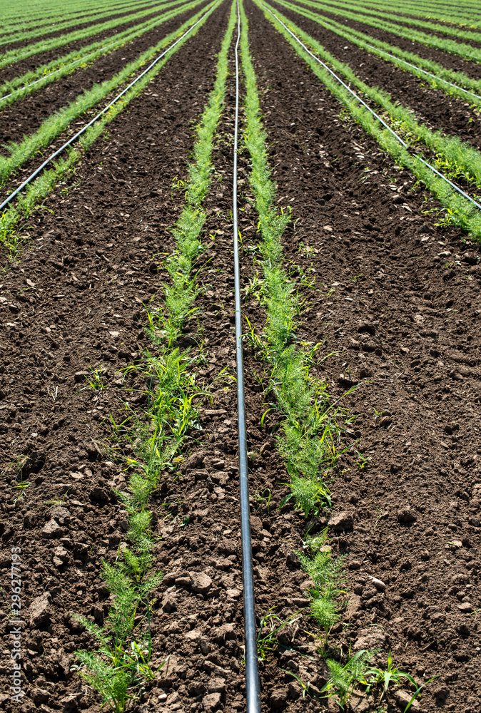 Fennel plantation. Growing fennel Fennel plantation. Growing fennel