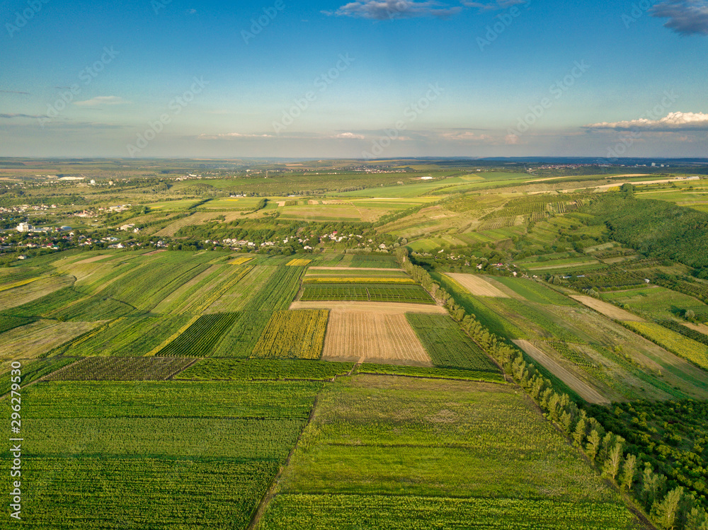 Aerial view of the green and yellow rice field, grew in different pattern at sunset.