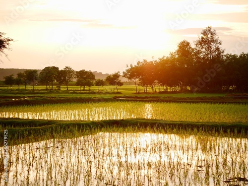 Rice fields and sunset 
