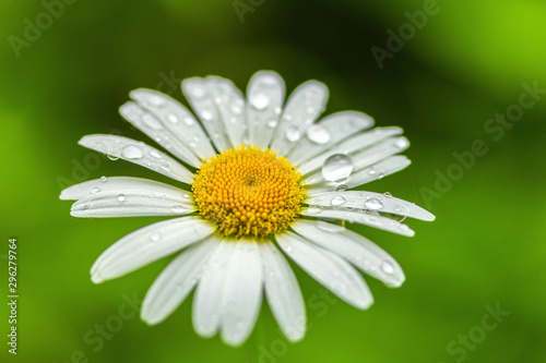 Transparent raindrops on the petals of a daisy flower close-up in the sun. Copyspace.