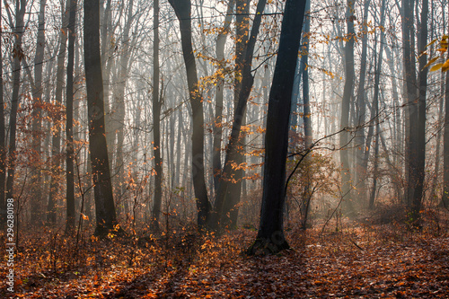 autumn forest and trees with colorful leafs