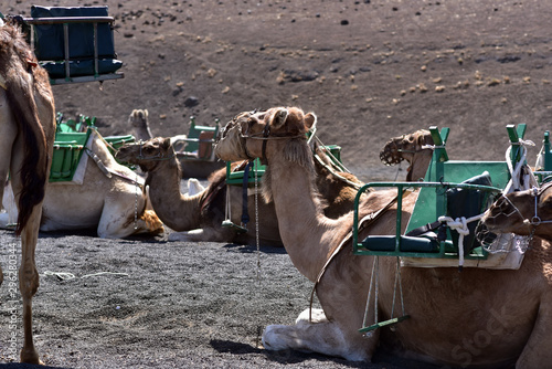 Camels in line at Timanfaya National Park waiting for tourists, Lanzarote, Canary Islands, Spain