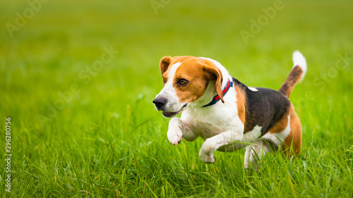 Happy Beagle dog running in autumn in green grass at rural field.