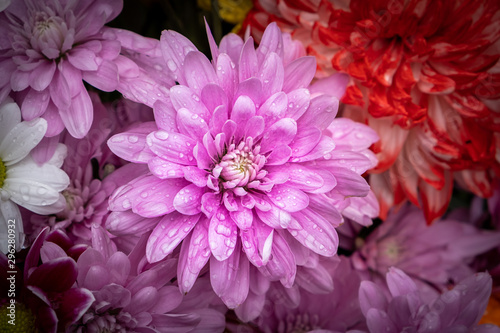 Fototapeta Naklejka Na Ścianę i Meble -  Purple chrysanthemum flower with water drops closeup on blurred background