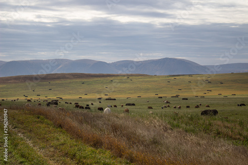 A spacious green field where cows graze © Анатолий Савицкий