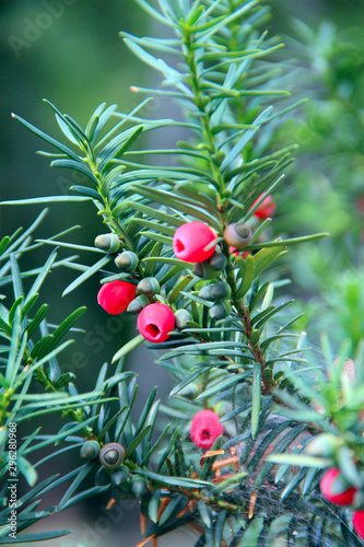 Fruits of Taxus baccata between green branches