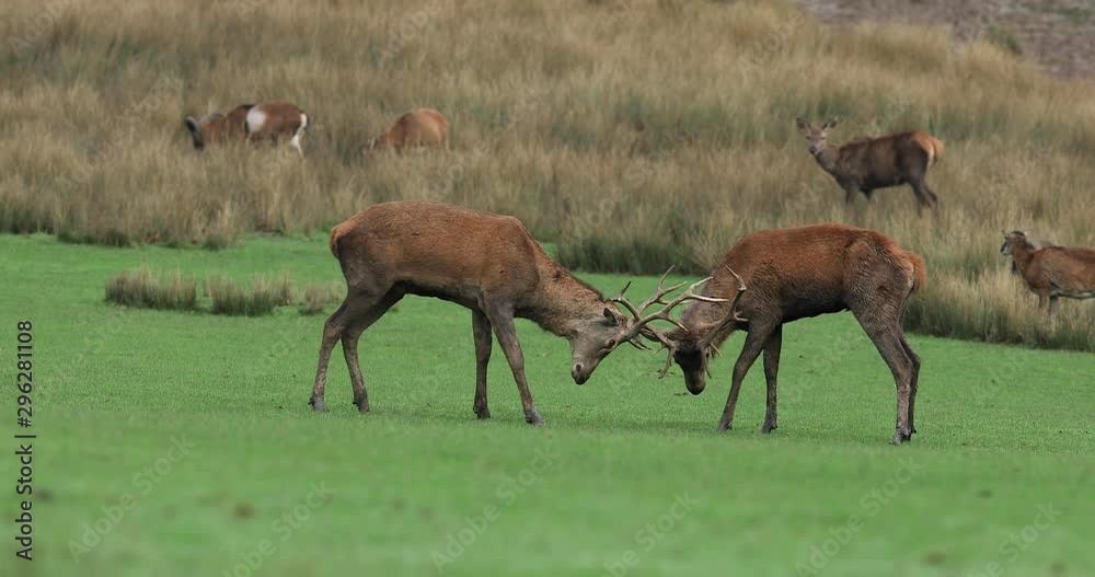 Red deer fighting in the forest during the rut Red deer fighting in the forest during the rut