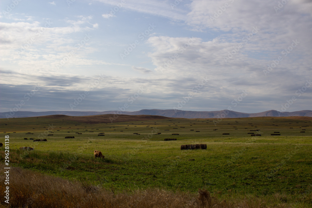 A spacious green field where cows graze
