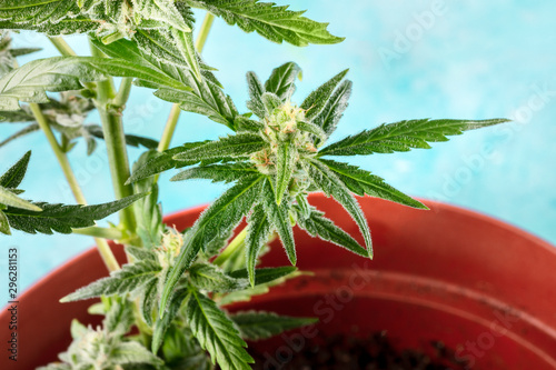 Flowering cannabis buds before harvest, macro photo of a potted plant, growing cannabis at home