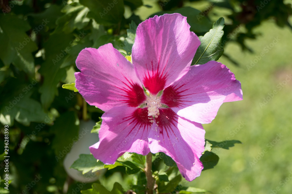 A beautiful pink flower surrounded by green branches A beautiful pink flower surrounded by green branches
