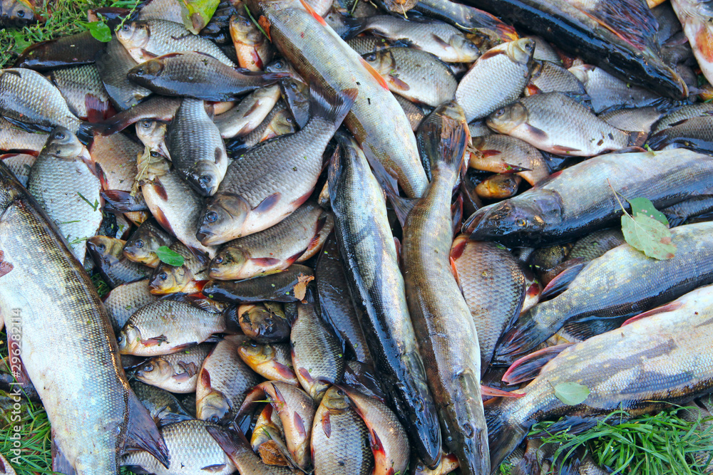 Fototapeta premium Caught crucians and pikes. Successful fishing. Fresh fish carps and pikes