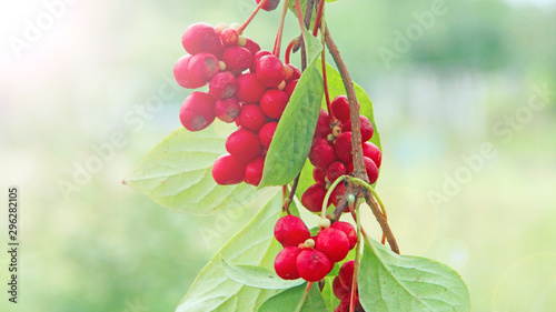 Red fruits of schisandra growing on branch in row. Schizandra on liana in garden photo