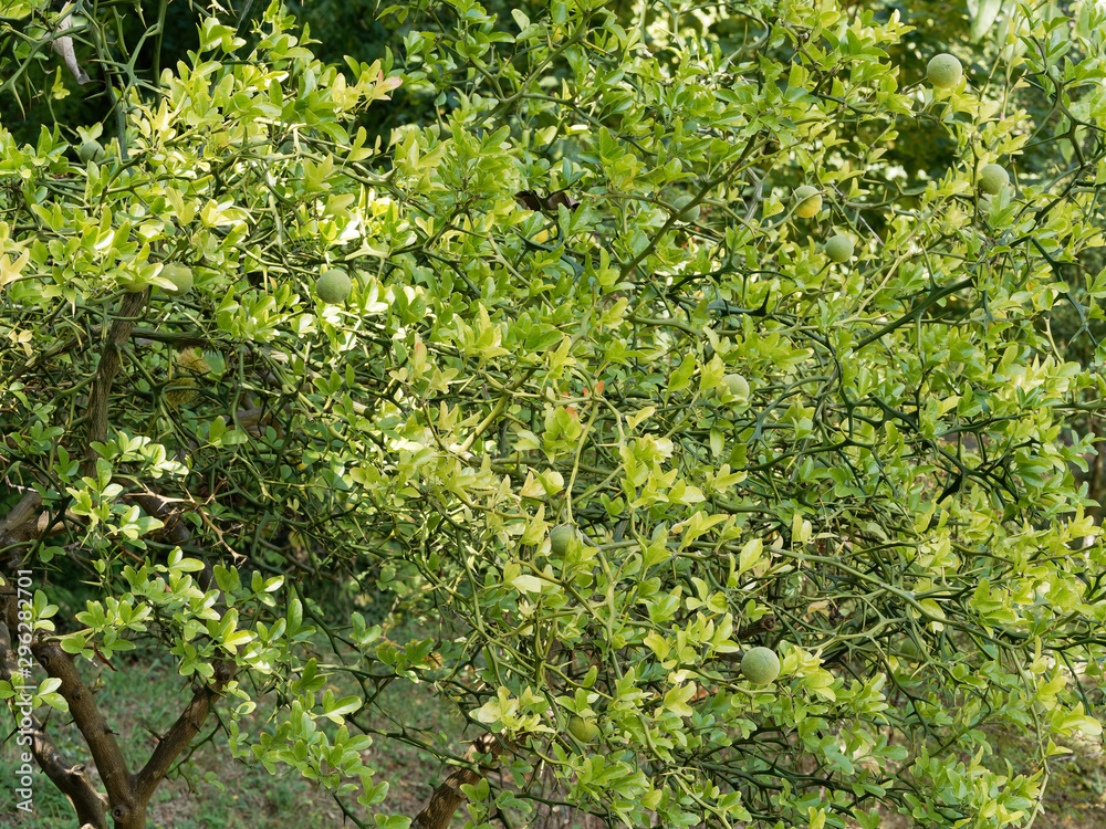 Poncirus trifoliata or Citrus trifoliata | The fruiting tree trifoliate orange with leaves and large thorns, green fruits, yellow in autumn with a texture of small orange Poncirus trifoliata or Citrus trifoliata | The fruiting tree trifoliate orange with leaves and large thorns, green fruits, yellow in autumn with a texture of small orange