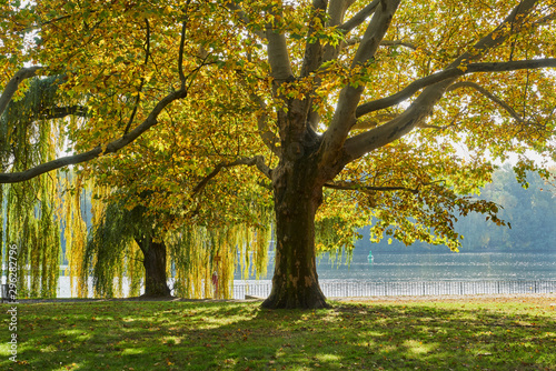 Herbstliches Panorama mit heller Sonne, die durch die Bäume scheint und Reflexionen oder Spiegelungen im Wasser 