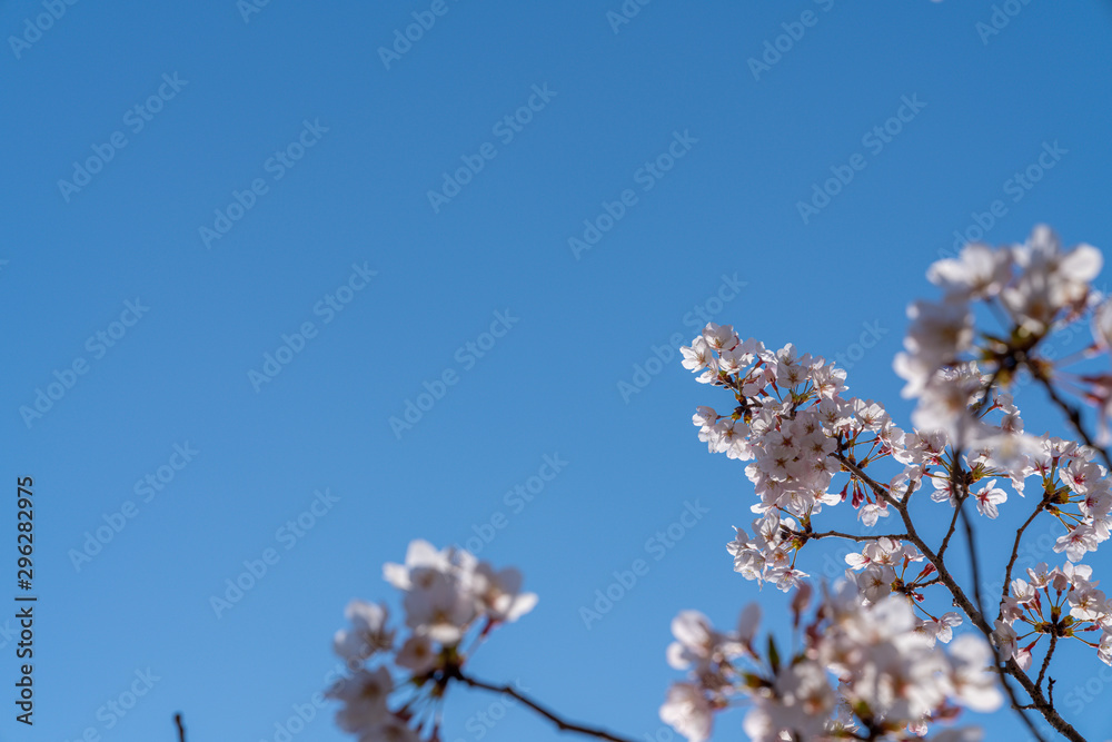 Cherry trees bloom in spring.