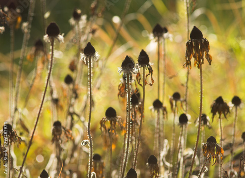 Rudbeckia flowers in late autumn garden