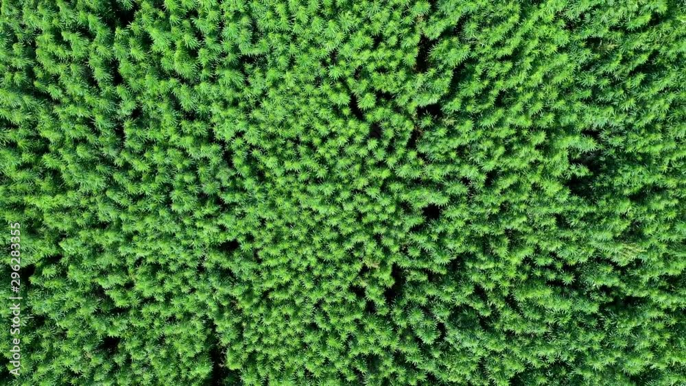AERIAL: Camera Down Shot of Slowly Ascending Drone With Reveal Shot of Vast Waving Cannabis Weed or Hemp Plants Field on a Brigt Day AERIAL: Camera Down Shot of Slowly Ascending Drone With Reveal Shot of Vast Waving Cannabis Weed or Hemp Plants Field on a Brigt Day