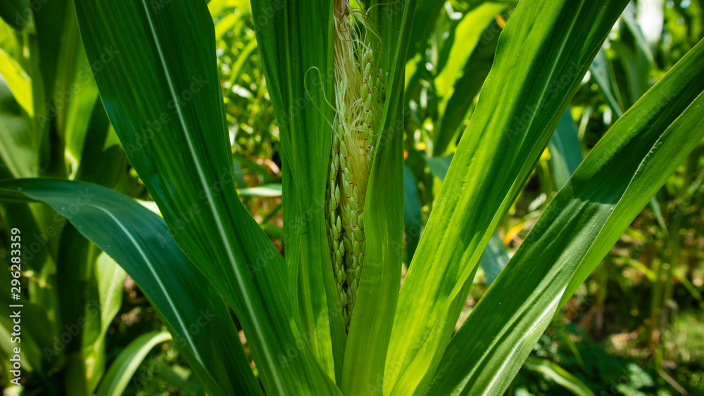 Corn in maize fields awaiting mature in the dry season. Corn in maize fields awaiting mature in the dry season.