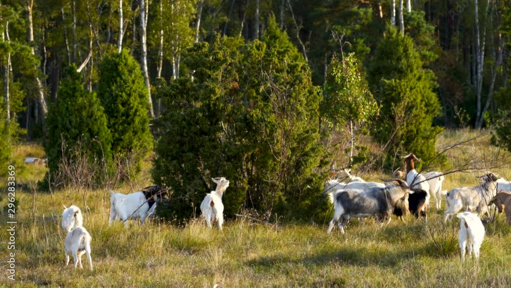 Bunch of Goats Walking Around Bushes and Grazing Them on a Sunny Day Bunch of Goats Walking Around Bushes and Grazing Them on a Sunny Day