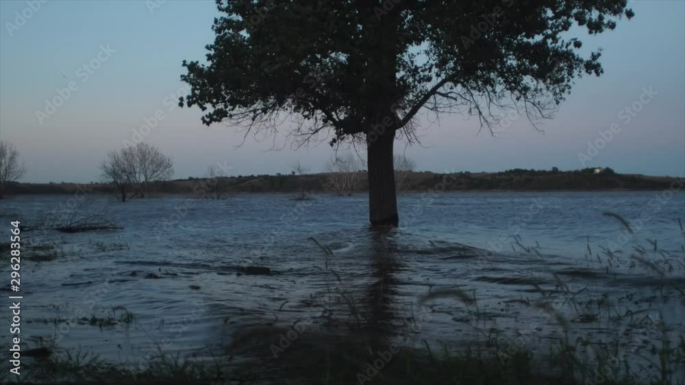 Tree in the middle of flooded river at sunset with waves, time lapse Tree in the middle of flooded river at sunset with waves, time lapse