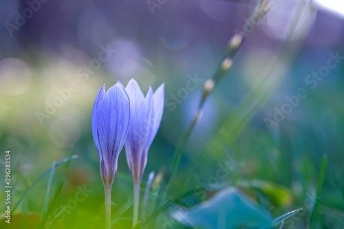 Autumn crocus  meadow suffron.