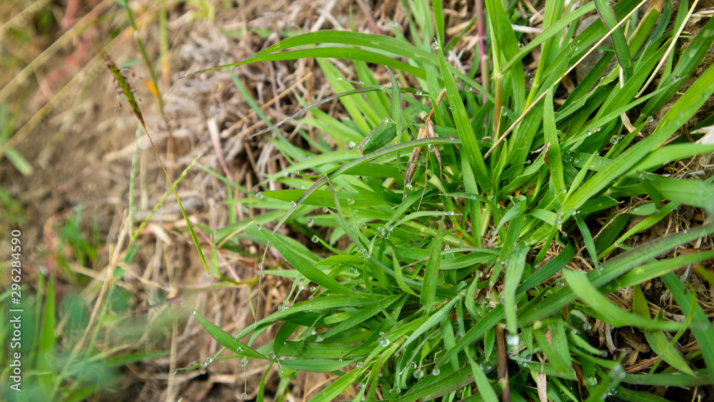 Dew drops on the weed in the morning Dew drops on the weed in the morning