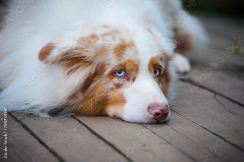 Cute sad dog closeup