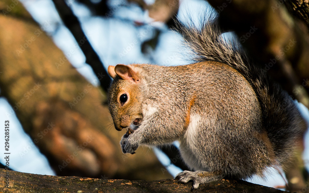A Grey Squirrel feeding on some nuts in the United Kingdom