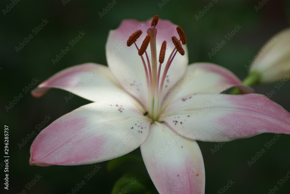 Fototapeta premium Lyli